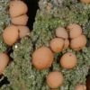 Mycobilimbia pilularis